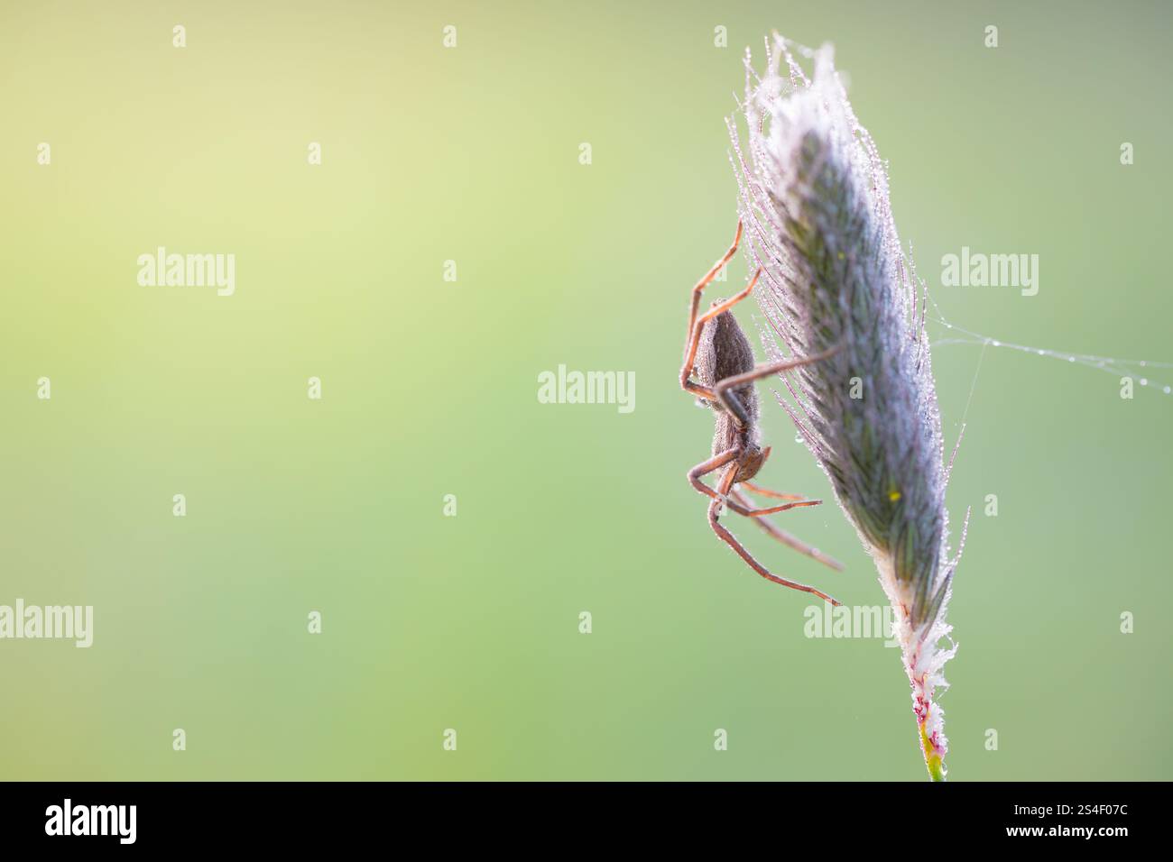 Pisaura mirabilis Stockfoto