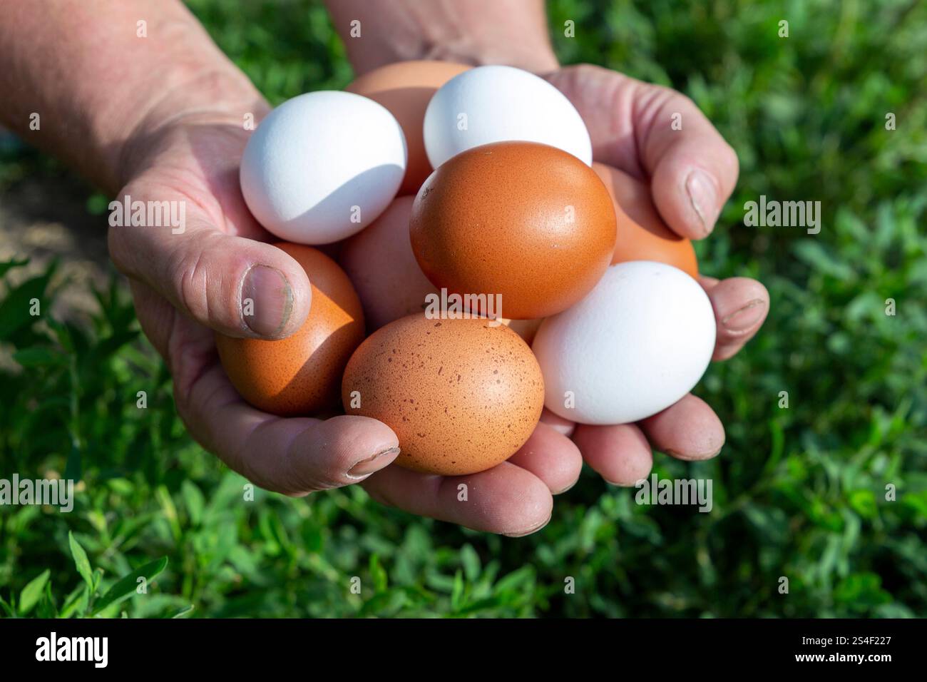 Die männlichen Hände des Bauern sammeln die Eier vom Henroost. Das Konzept der modernen Subsistenzwirtschaft. Stockfoto