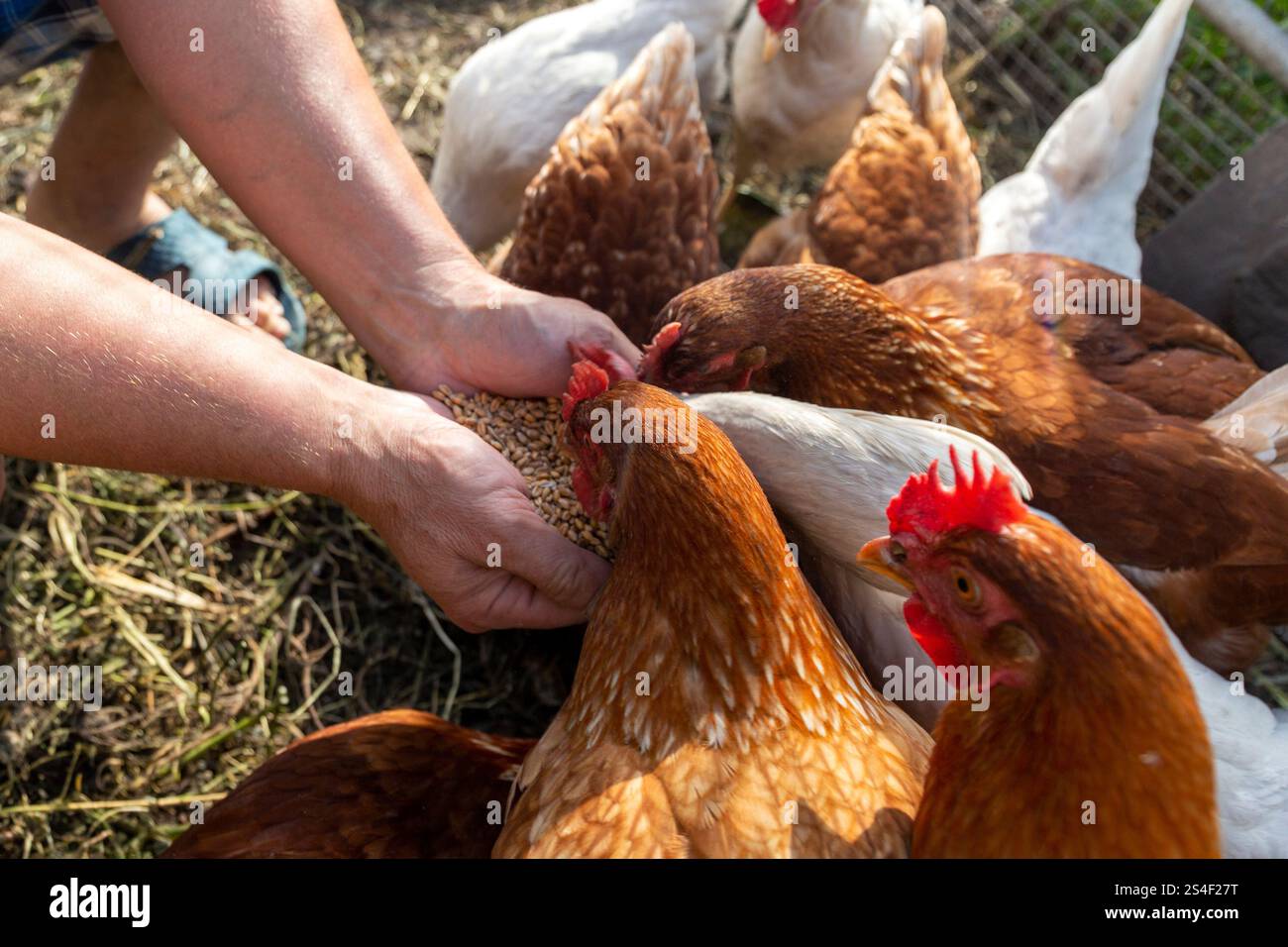 Der Bauer ernährt seine Hühner mit Getreide. Konzept des natürlichen ökologischen Landbaus Stockfoto