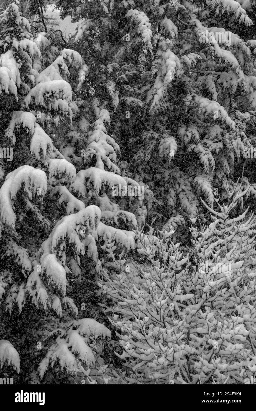 Schneebedeckte Baumzweige im Winter Stockfoto