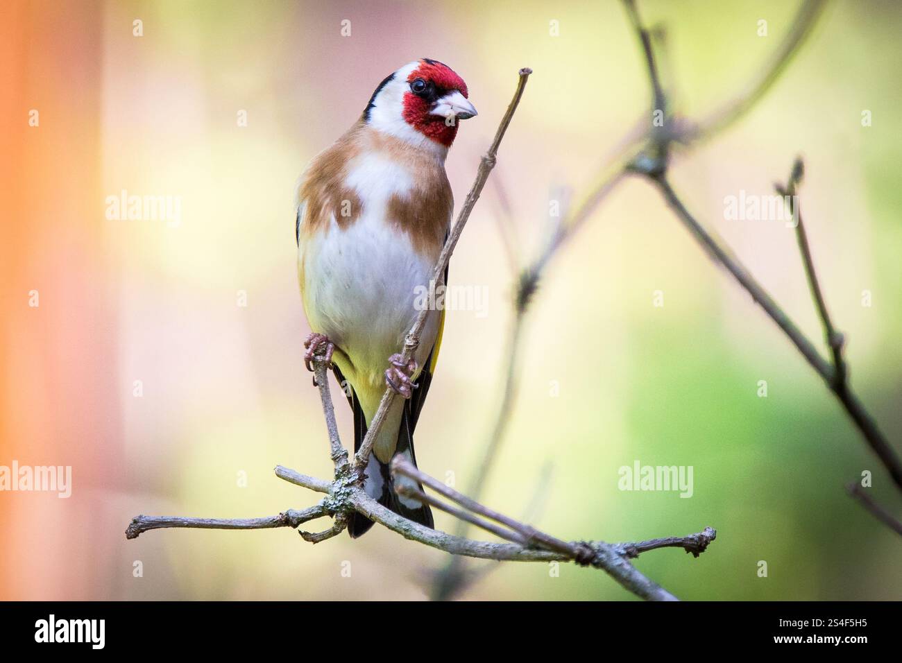 Wunderschöne finke Stockfoto