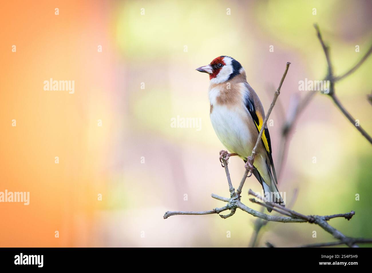 Wunderschöne finke Stockfoto
