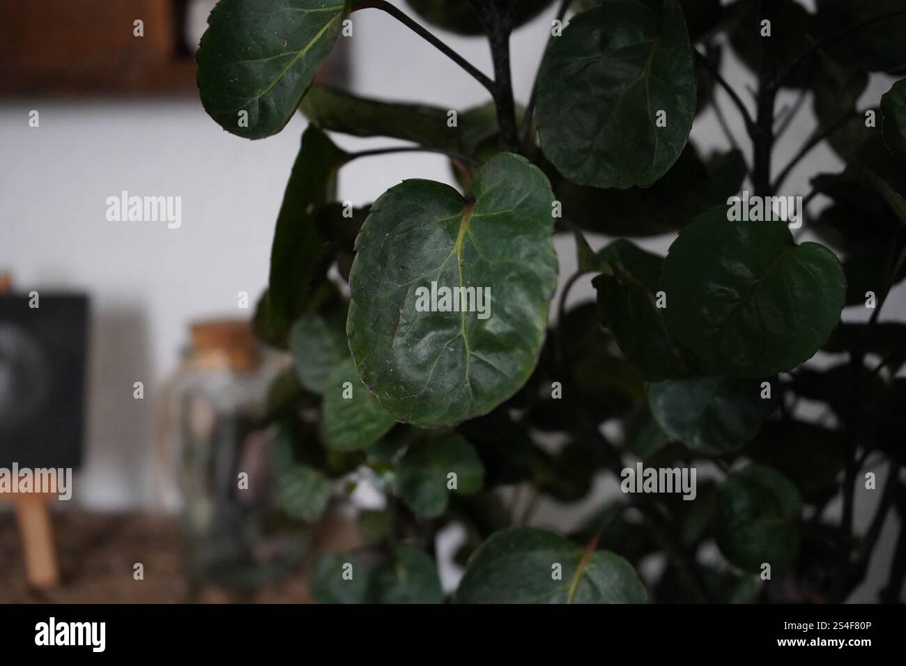 Polyscias-Blatt aus nächster Nähe Stockfoto