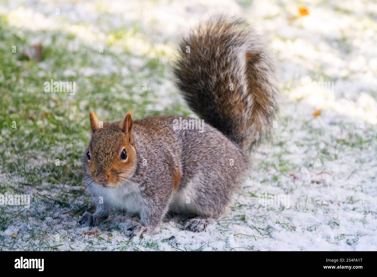Graues Eichhörnchen Sciurus carolinensis auf einem frostigen, schneebedeckten Rasen im Winter Stockfoto