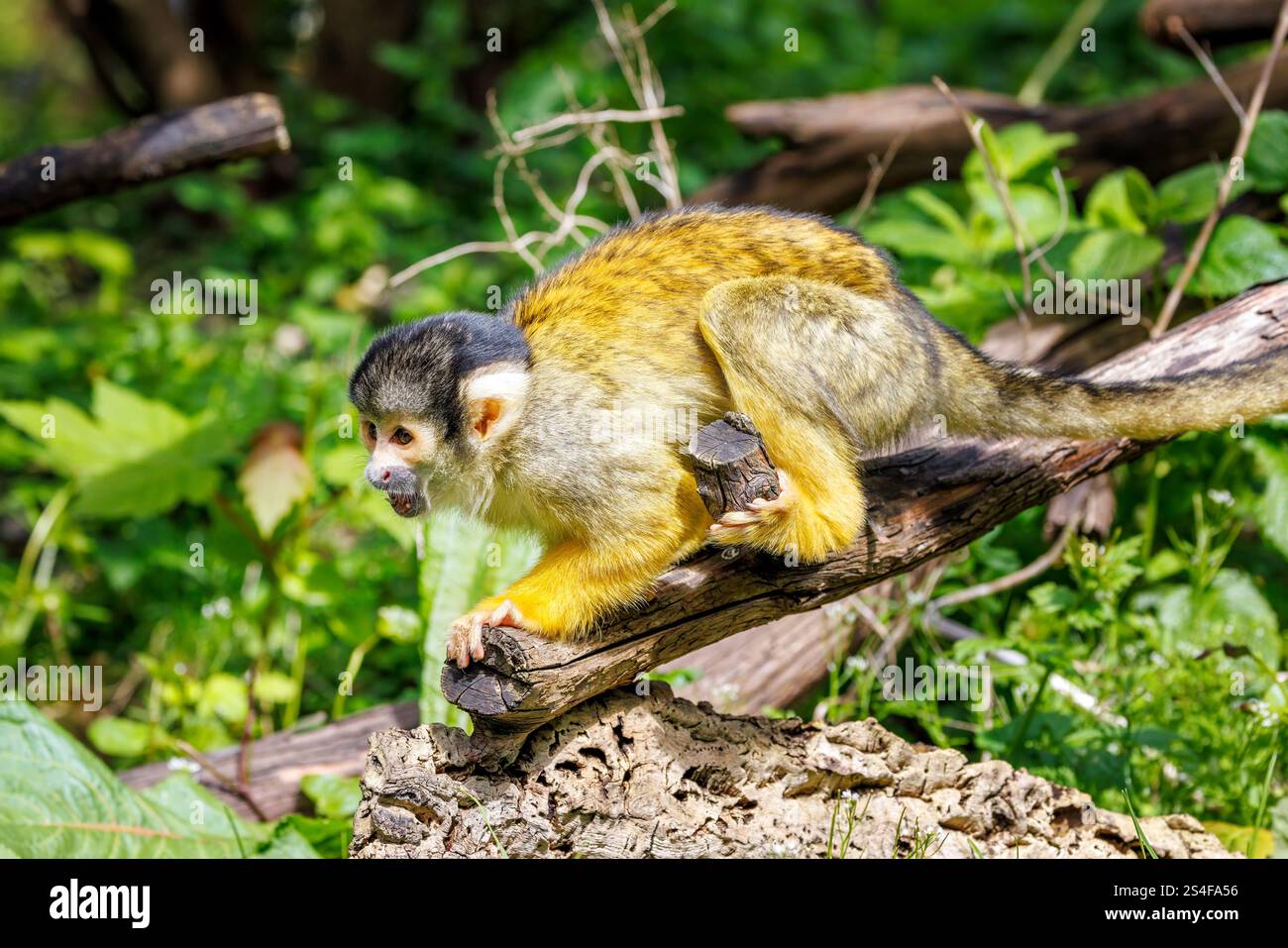 Ein schwarzer Eichhörnchenaffe, der auf einem gefallenen Ast klettert, Saimiri boliviensis. Ein Affe der Neuen Welt, der im oberen Amazonasbecken in Bolivien, weste, beheimatet ist Stockfoto