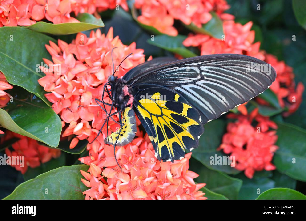 Nahaufnahme eines wunderschönen Common Birdwing oder Troides Helena auf dem blühenden West Indian Jasmin Stockfoto