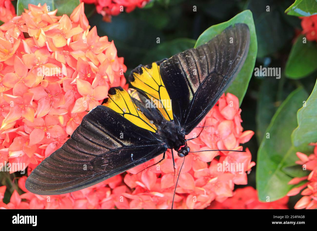 Atemberaubende Vogelwelt oder Troides Helena sammeln Nectar auf Coral Red Blooming Ixora Stockfoto