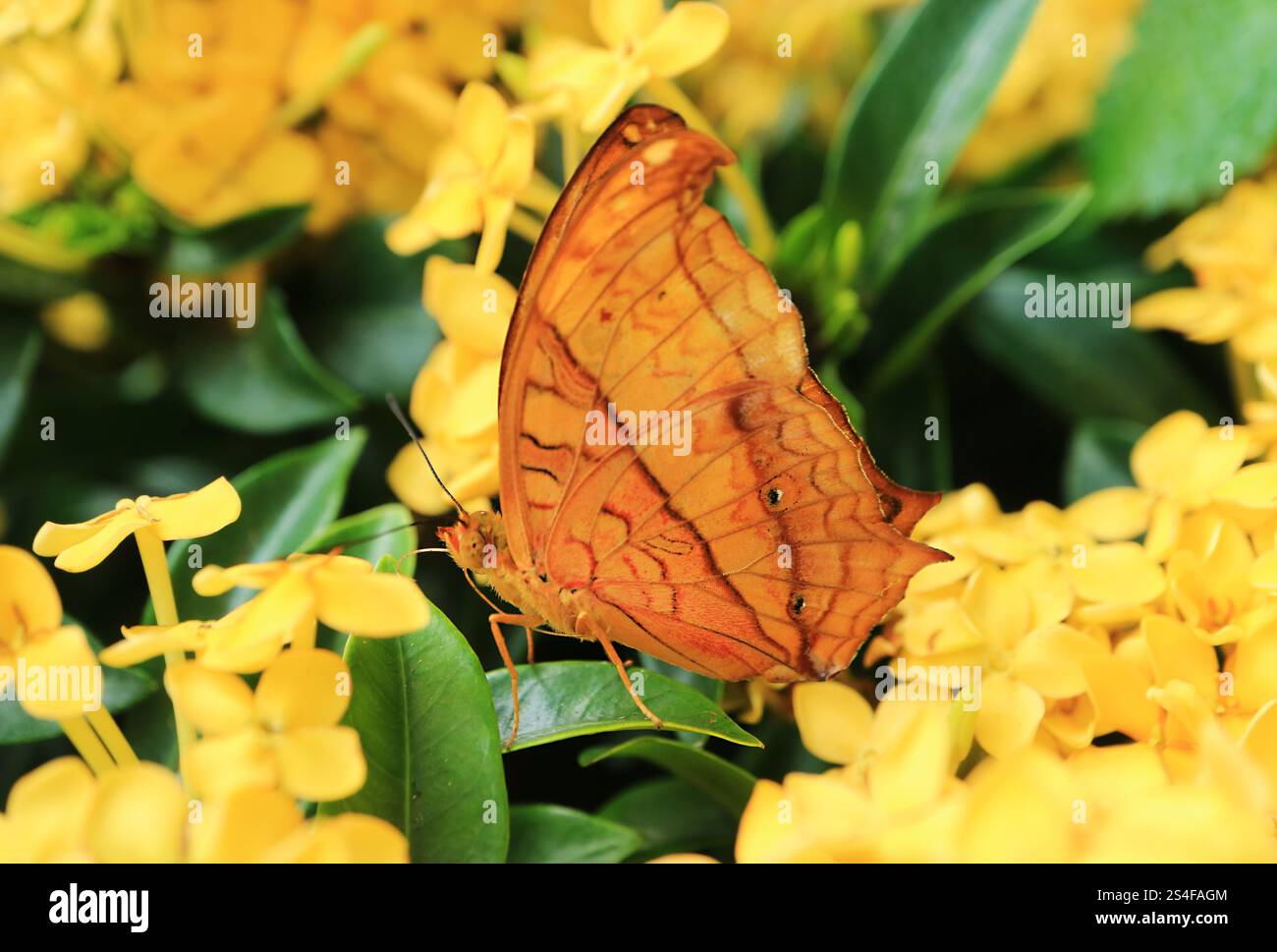 Vindula Dejone Erotella Butterfly zeigt seine komplizierten gemusterten Flügel auf gelb blühender Ixora Stockfoto