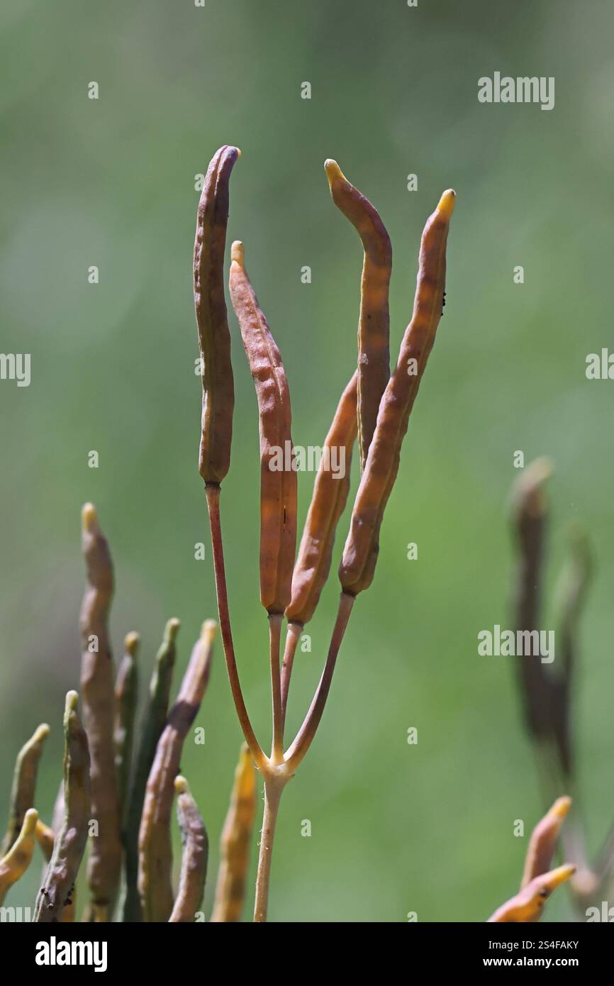 Früchte von Grosskelandine, Chelidonium majus, auch bekannt als Nipplekraut oder Tetterkraut, giftige Heilpflanze aus Finnland Stockfoto