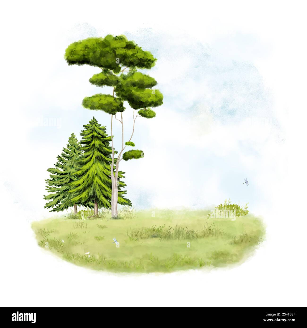 Frühlingsrasen mit dickem Gras und Gänseblümchen. Digitale Illustration mit Aquarell. Üppige Tannen und Kiefern isoliert auf weißem Hintergrund. Libellen gegen b Stockfoto