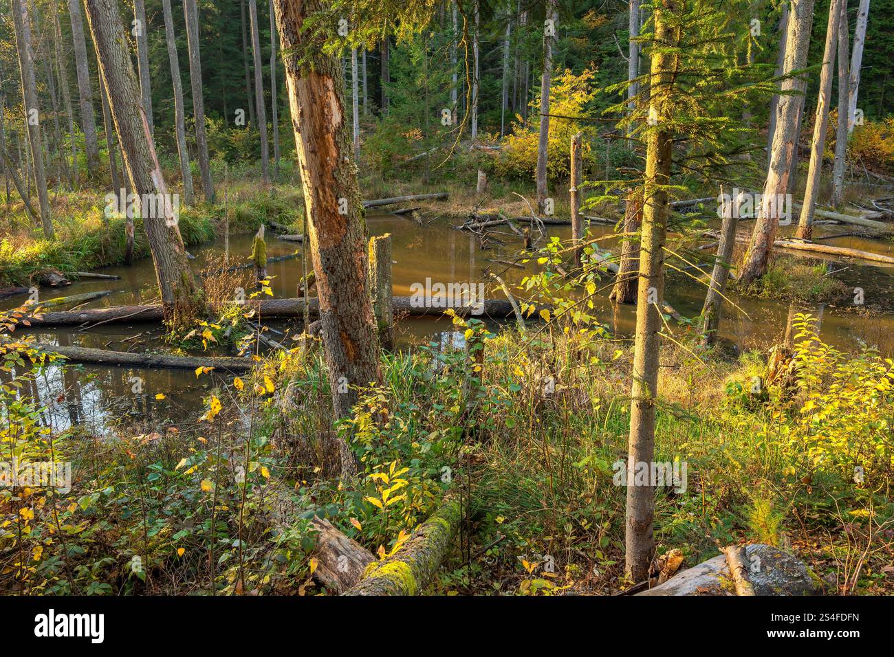 Beschädigte Bäume nach der Biberinvasion. Biberspuren auf Bäumen Stockfoto