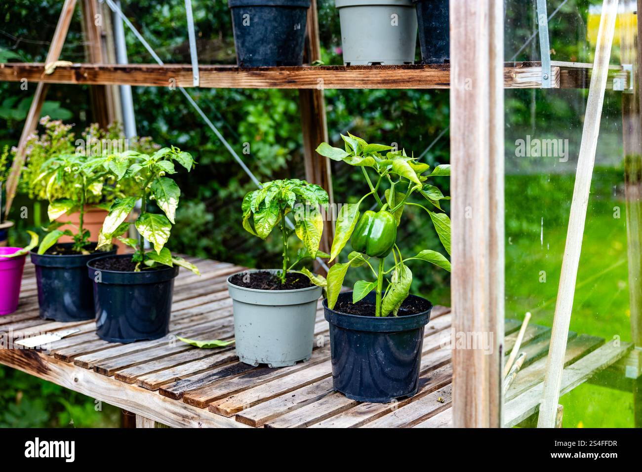 Topfpfeffer wächst in einem Gewächshaus im Vereinigten Königreich mit einem einzigen grünen Pfeffer und befindet sich neben anderen Pflanzen im Staging Stockfoto