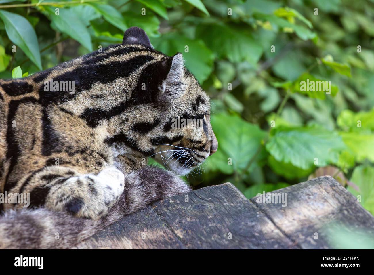 Ein taiwanesischer, getrübter Leopard liegt auf einem Baumstamm in einem Furt Stockfoto