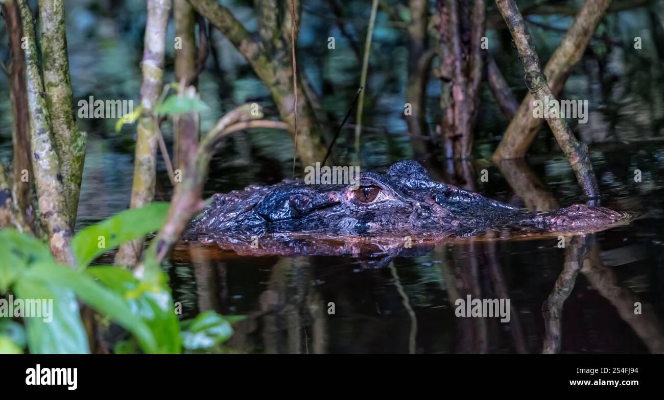 Schwarzer Kaiman (Melanosuchus niger) im Wasser des Anangu Creek, Amazonas-Regenwald, Yasuni-Nationalpark, Ecuador, Südamerika Stockfoto