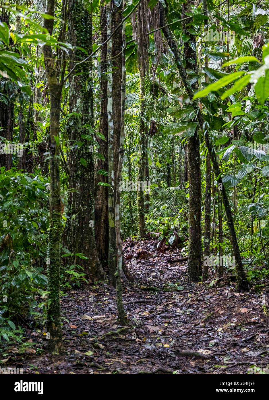 Waldweg durch Dschungelbäume, Amazonas-Regenwald, Yasuni-Nationalpark, Ecuador, Südamerika Stockfoto