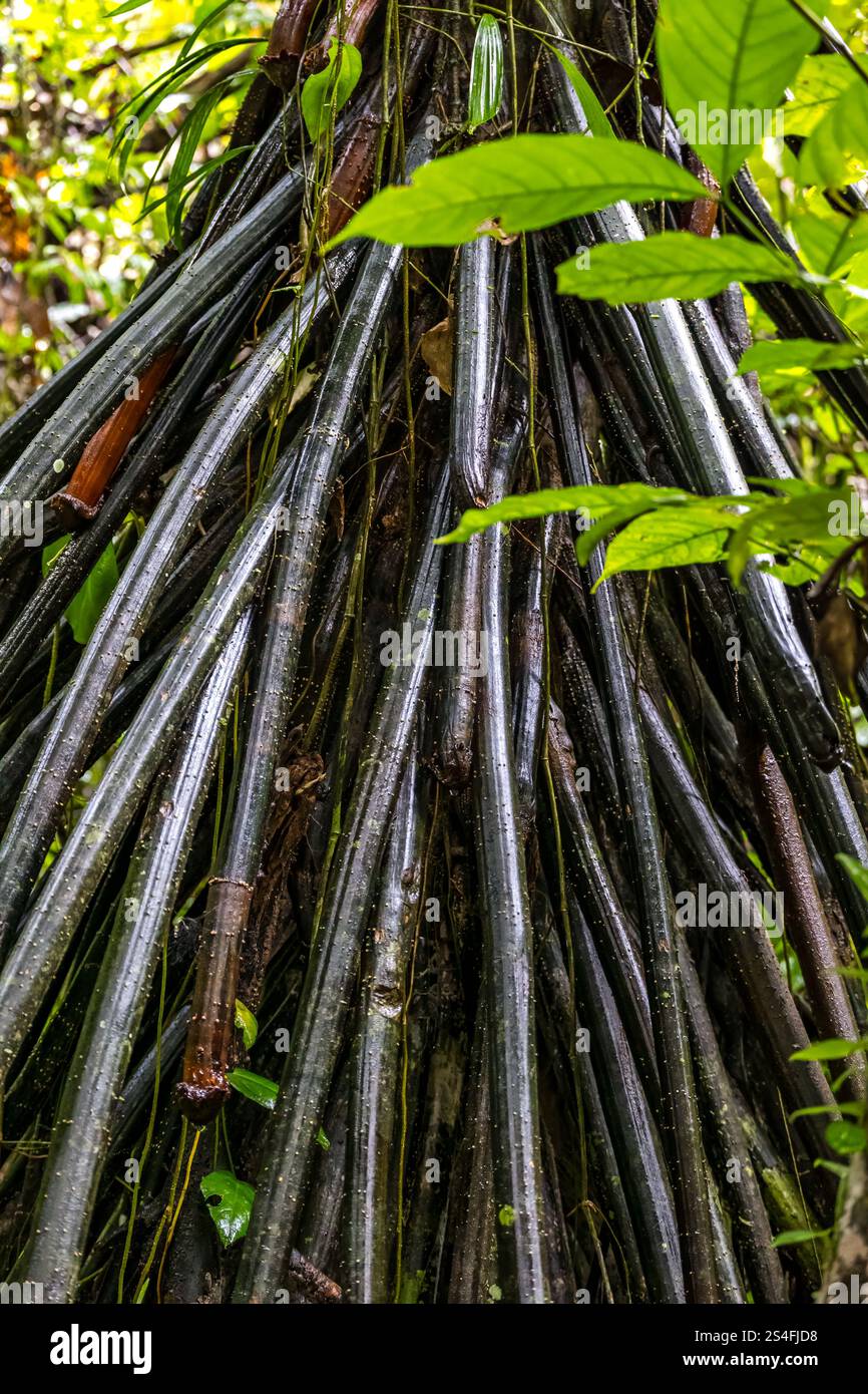 Wurzeln eines Eisenholzbaums (Dipteryx), Amazonas-Regenwald, Yasuni-Nationalpark, Ecuador, Südamerika Stockfoto