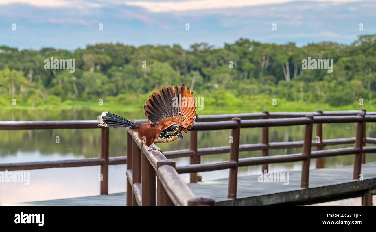 Hoatzin-Vogel (Opisthocomus hoazin) mit offenen Flügeln, Napo Eco Lodge, Amazonas-Regenwald, Yasuni-Nationalpark, Ecuador, Südamerika Stockfoto