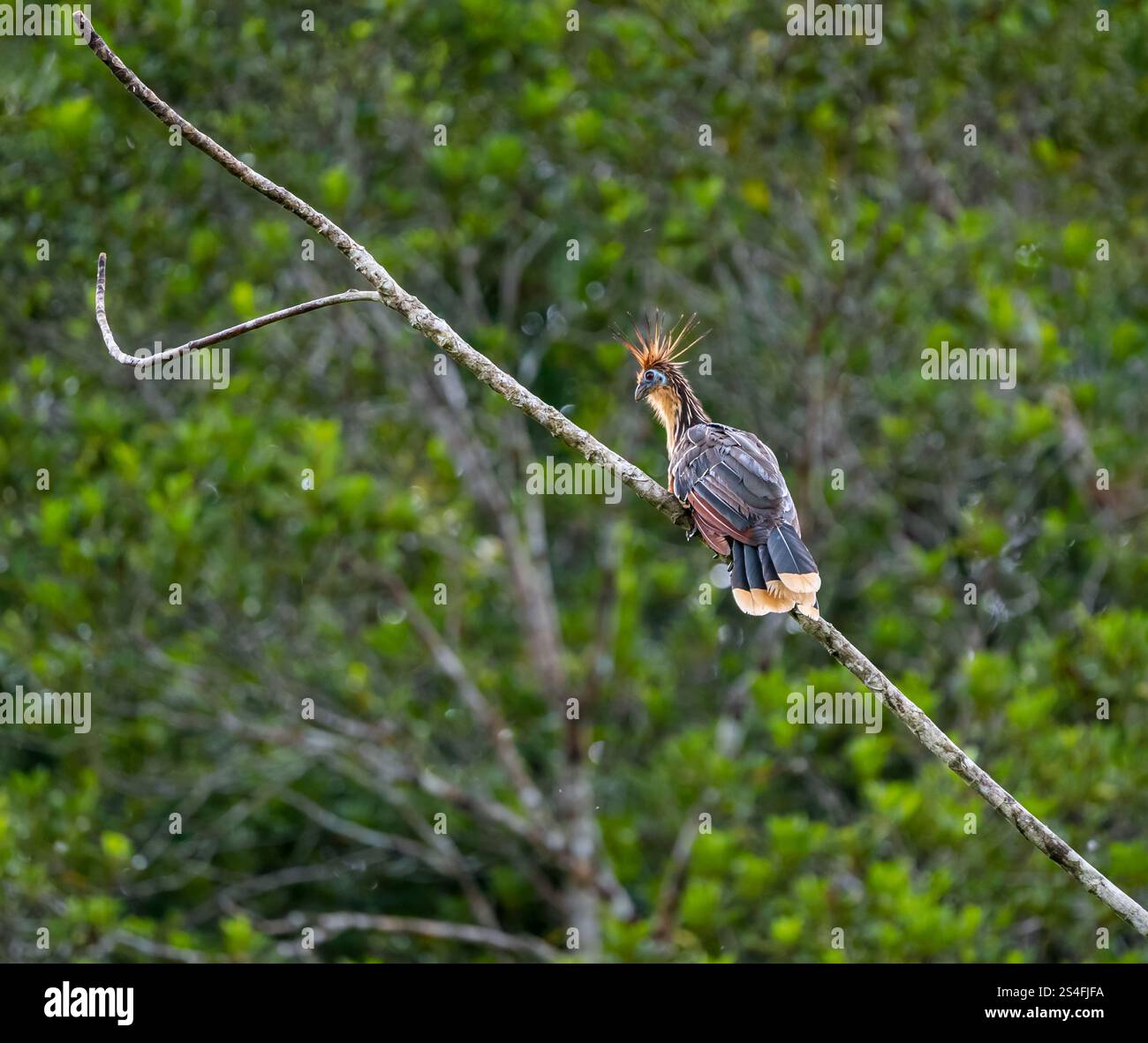 Hoatzin oder Stinkvogel (Opisthocomus hoazin), der auf einem Ast sitzt, Amazonas-Regenwald, Yasuni-Nationalpark, Ecuador, Südamerika Stockfoto