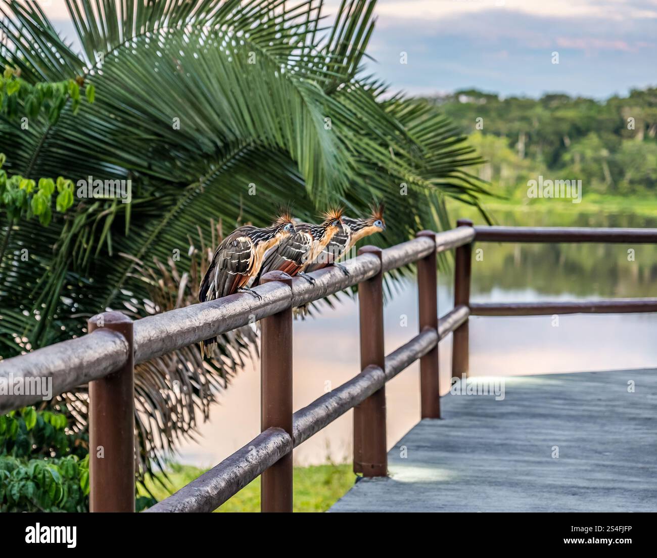 Hoatzin Vögel auf Handlauf (Opisthocomus hoazin), Napo Eco Lodge, Amazonas Regenwald, Yasuni Nationalpark, Ecuador, Südamerika Stockfoto