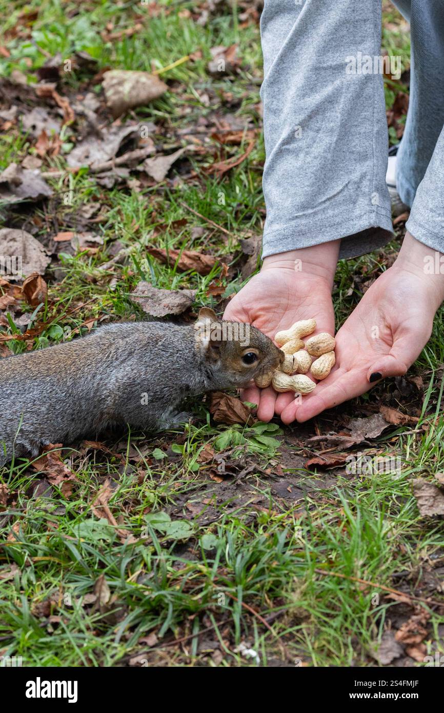 Ein graues Eichhörnchen, das im Park Erdnüsse gefüttert wird, zeigt die Hände eines Kaukasienkindes, Winter 2024, Großbritannien Stockfoto