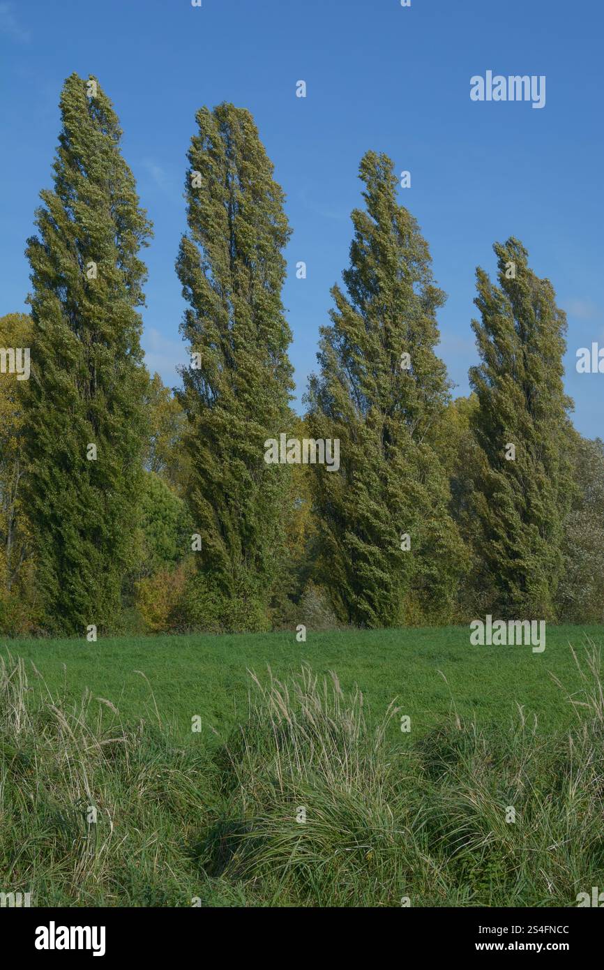 pappelbaum bzw. Populus nigra italica in der Rheinaue, Rheinland, Deutschland Stockfoto