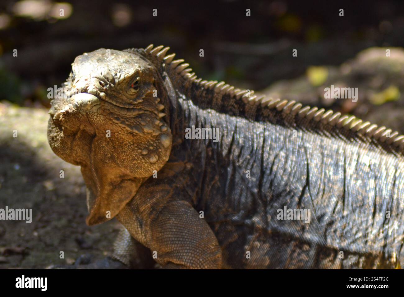 Ein mächtiger Rock Iguana macht Blickkontakt auf dem zerklüfteten Gelände von Barbados. Ein auffälliges Reptil mit Attitüde. Stockfoto