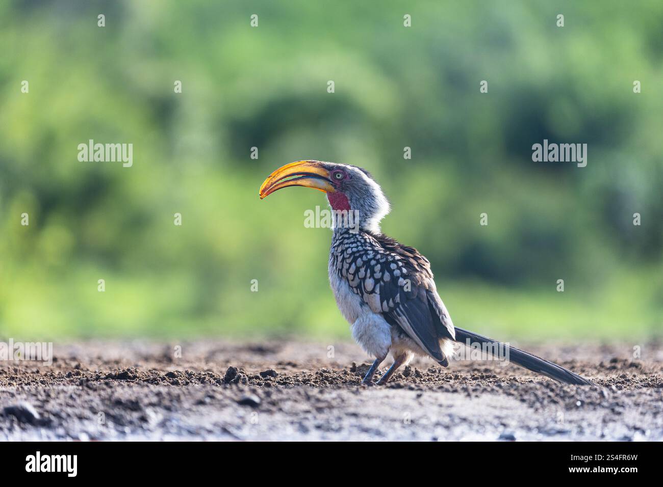 Südlicher Gelbschnabelschnabel (Tockus leucomelas), Zimanga, Südafrika Stockfoto