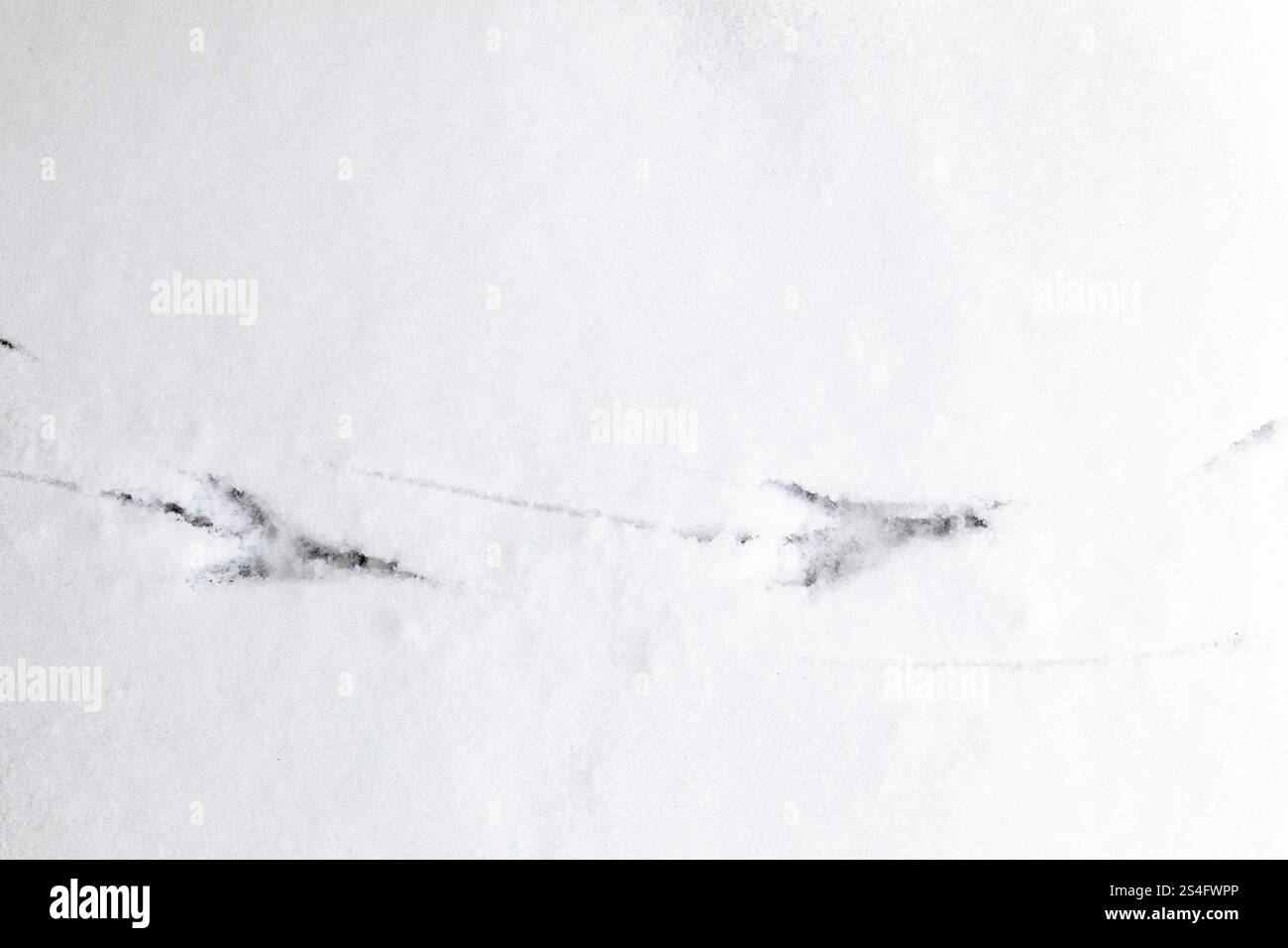 Krähenfußabdrücke im Schnee-Winter-Hintergrund Stockfoto