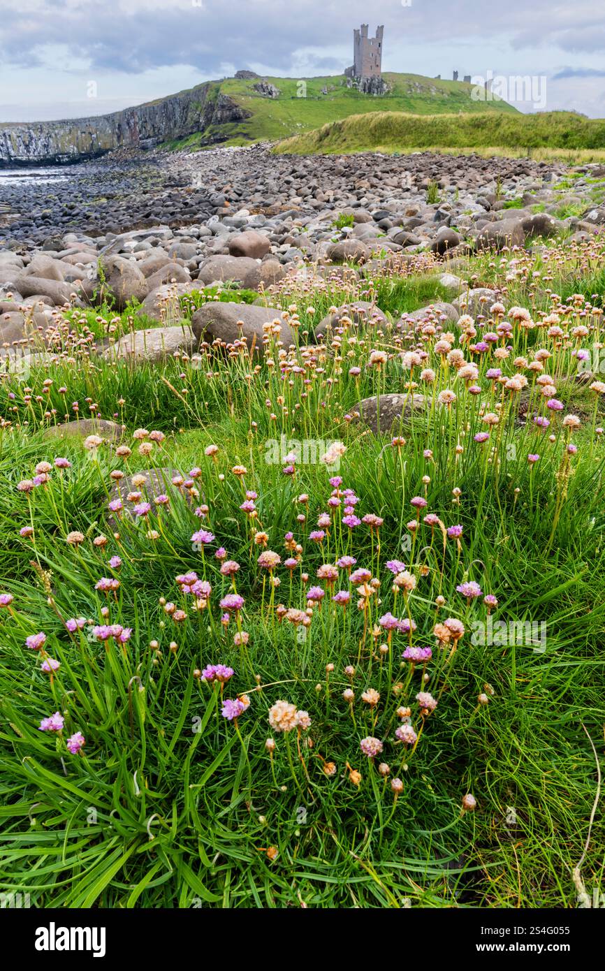 Dunstanburgh, Northumberland Coast UK. Die Burgruinen vom Fußweg zwischen Craster und Dunstanburgh Golf Course. Meeresrosa oder Sparsamkeit. Stockfoto