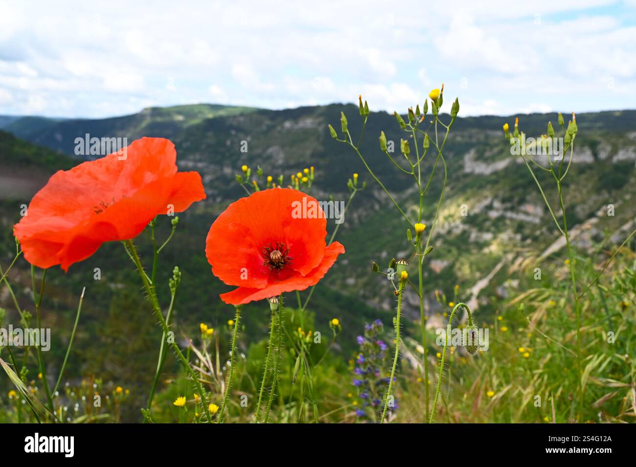 Blauviolett blühende Wildblume gewöhnlicher Natternkopf auf einer Naturwiese in den Pyrenäen in Spanien. Stockfoto