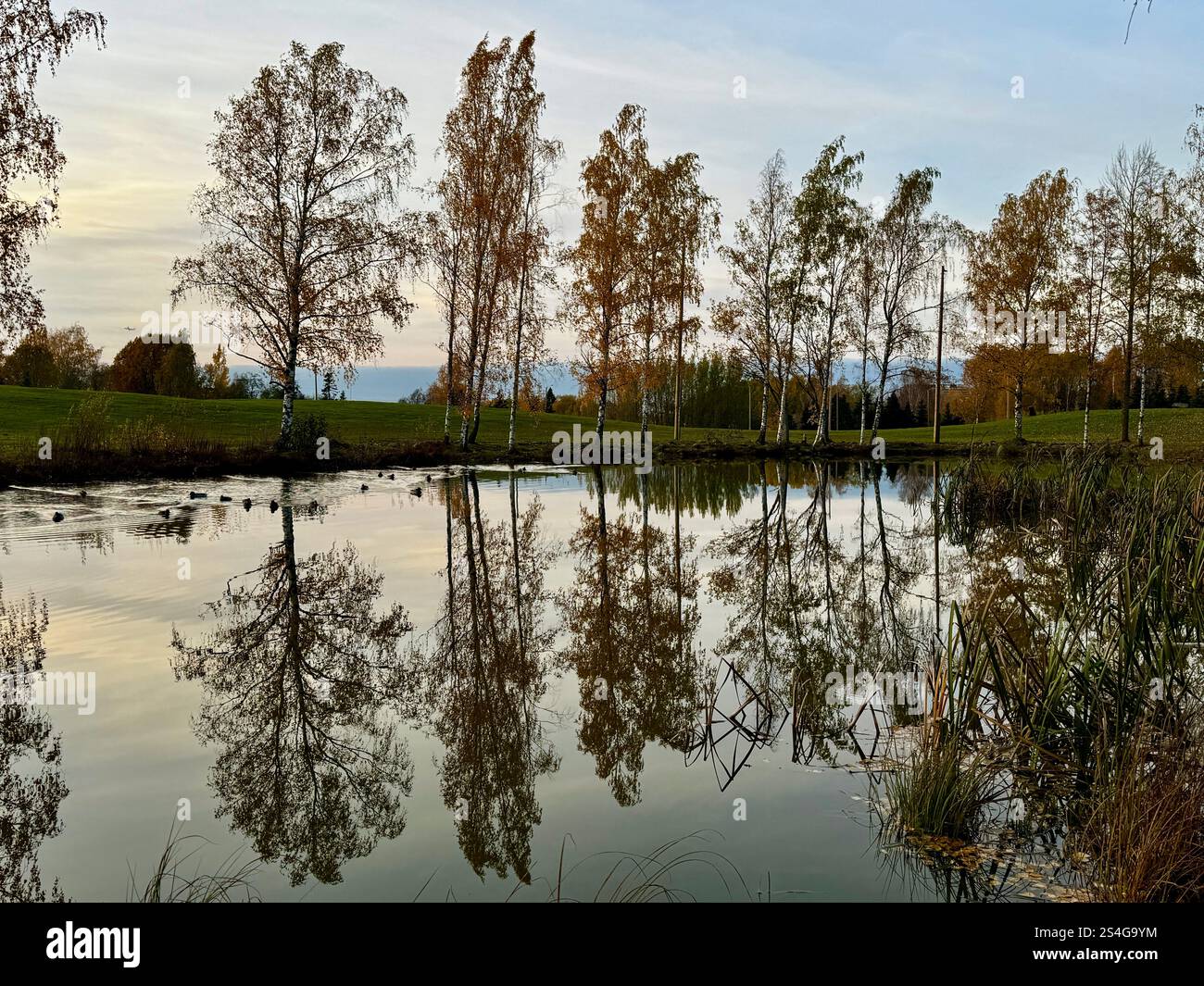 Goldene Herbstblätter, die von Sonnenlicht in einem finnischen Wald beleuchtet werden und die warmen Farben des Herbstes und die Schönheit der komplexen Details der Natur einfangen Stockfoto