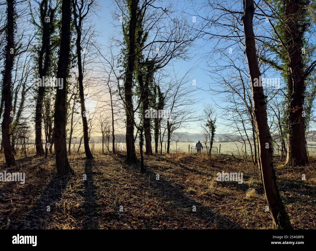 Figur in einer Waldszene im Winter - North Yorkshire im Vereinigten Königreich. Stockfoto