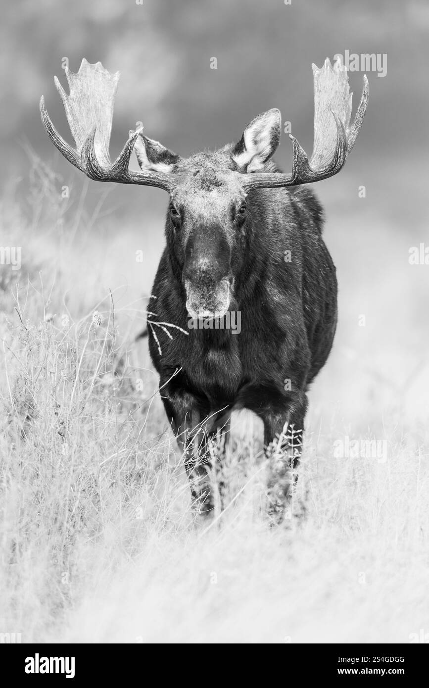Bulle Moose auf den Ebenen des Grand Teton National Park. Stockfoto