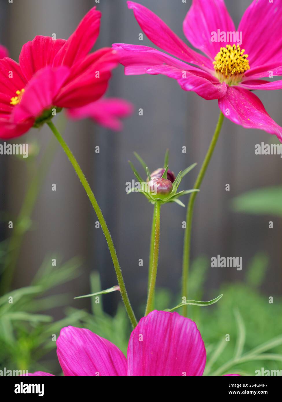 Nahaufnahme von Pink Cosmos Flowers in voller Blüte gegen einen grauen Holzzaun. Stockfoto
