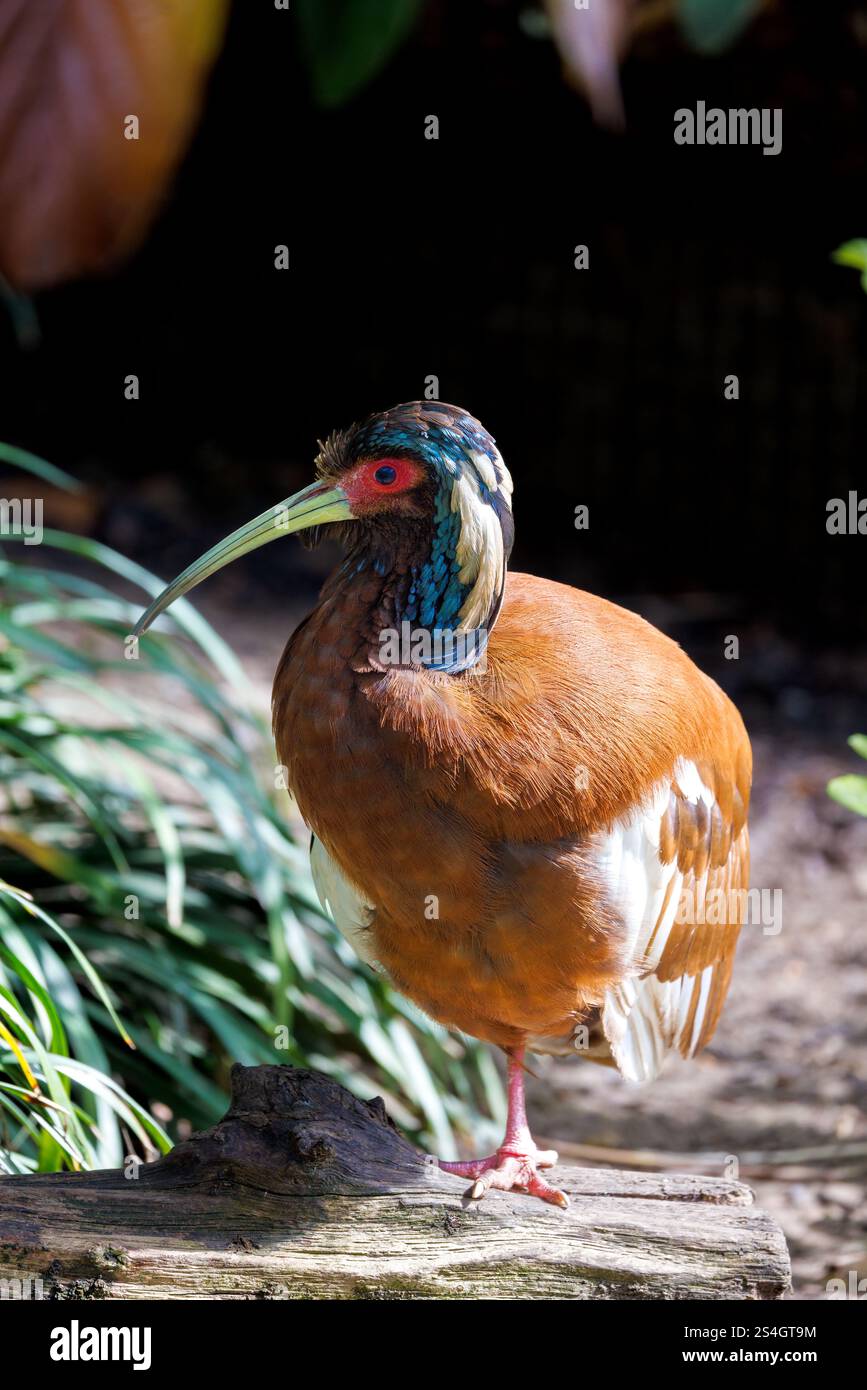 Ein Madagaskar Ibis, Lophotibis cristata, auf einem Bein stehend. Auch bekannt als das weiß-geflügelte oder Kamm Holz ibis. Dies ist einer der größten Vögel in t Stockfoto