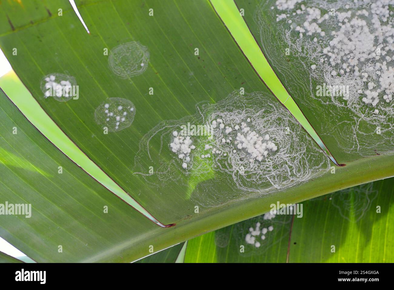 Kolonie der spiralförmigen Weißen Fliege, Aleurodicus floccissimus auf grünem Blatt. Whitefly-Schädling verschiedener Pflanzen. Stockfoto