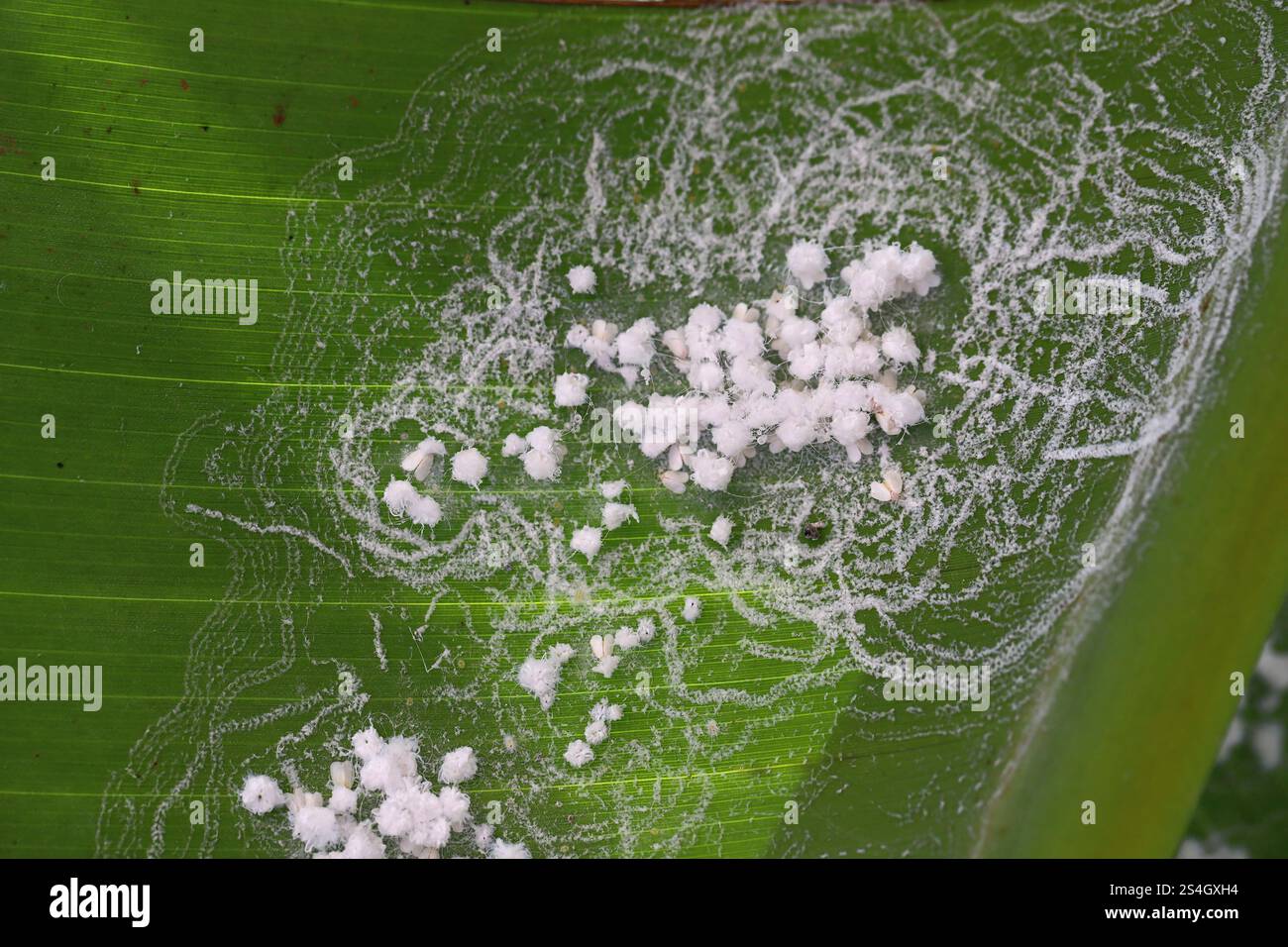 Kolonie der spiralförmigen Weißen Fliege, Aleurodicus floccissimus auf grünem Blatt. Whitefly-Schädling verschiedener Pflanzen. Stockfoto