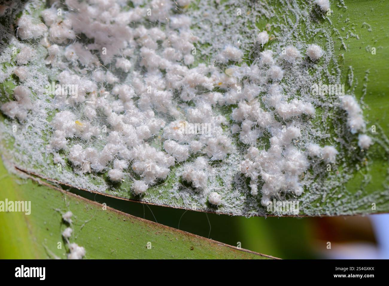 Kolonie der spiralförmigen Weißen Fliege, Aleurodicus floccissimus auf grünem Blatt. Whitefly-Schädling verschiedener Pflanzen. Stockfoto