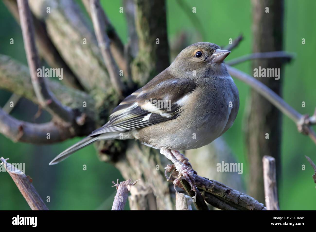 Weiblicher Gemeiner Chaffinch (Fringilla-Koelebs) Stockfoto