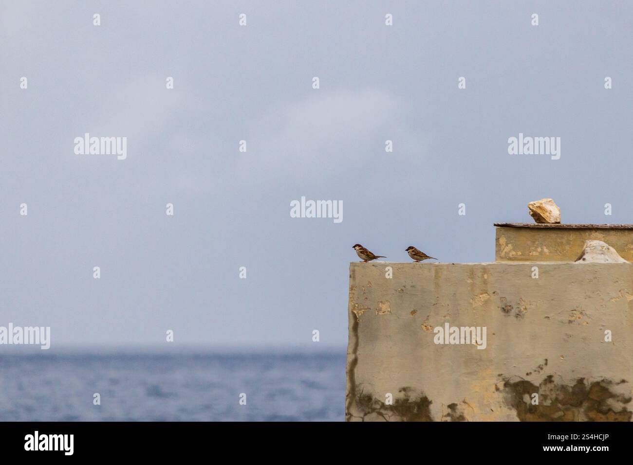 Zwei kleine Vögel ruhen am Rand einer verwitterten Wand mit Blick auf das ruhige Meer unter einem bewölkten Himmel und fangen einen Moment der natürlichen Schönheit und Ruhe ein Stockfoto