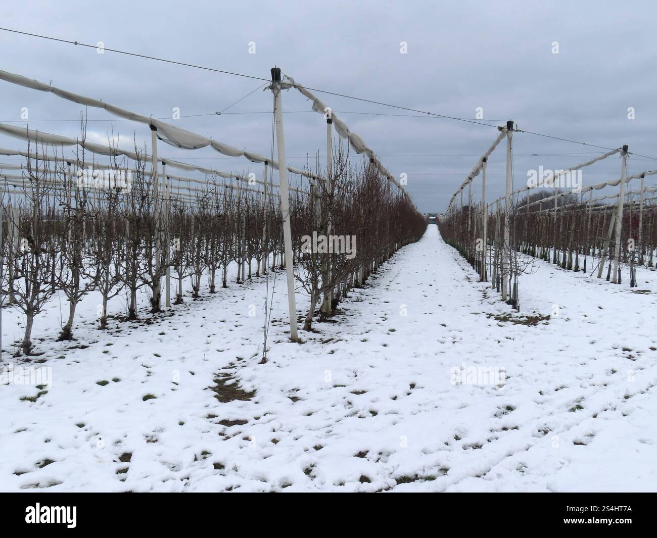 ...Die Fruchtspender haben nun Winterruhe, um sich von der anstrengenden Sommerarbeit zu erholen... Obstbaeume in Reihen - Winterruhe *** die Obstbäume sind nun in Winterruhe, um sich von der anstrengenden Sommerarbeit zu erholen Obstbäume in Reihen Winterruhe Stockfoto
