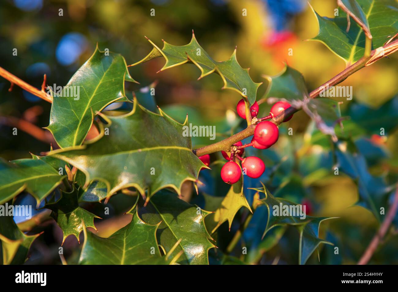 Nahaufnahme eines holly-Zweigs in der Natur Stockfoto