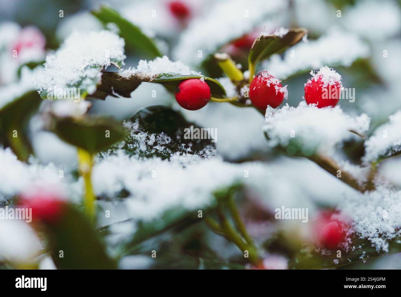 Red holly im Schnee Stockfoto