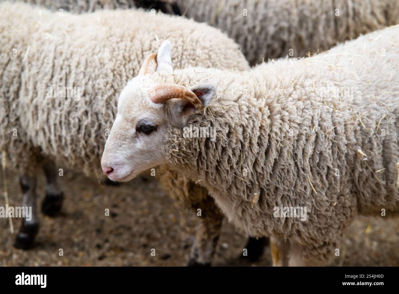 Foto eines Wollschafes in einer rustikalen landwirtschaftlichen Umgebung, das die Essenz des ländlichen Lebens und die strukturellen Details seines Vlieses einfängt Stockfoto