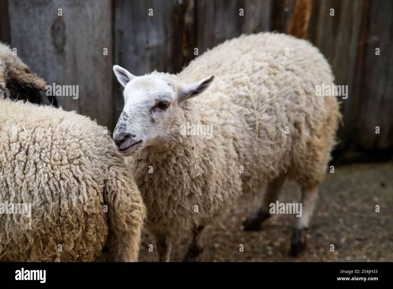Foto eines Wollschafes in einer rustikalen landwirtschaftlichen Umgebung, das die Essenz des ländlichen Lebens und die strukturellen Details seines Vlieses einfängt Stockfoto
