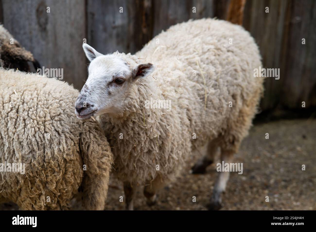Foto eines Wollschafes in einer rustikalen landwirtschaftlichen Umgebung, das die Essenz des ländlichen Lebens und die strukturellen Details seines Vlieses einfängt Stockfoto