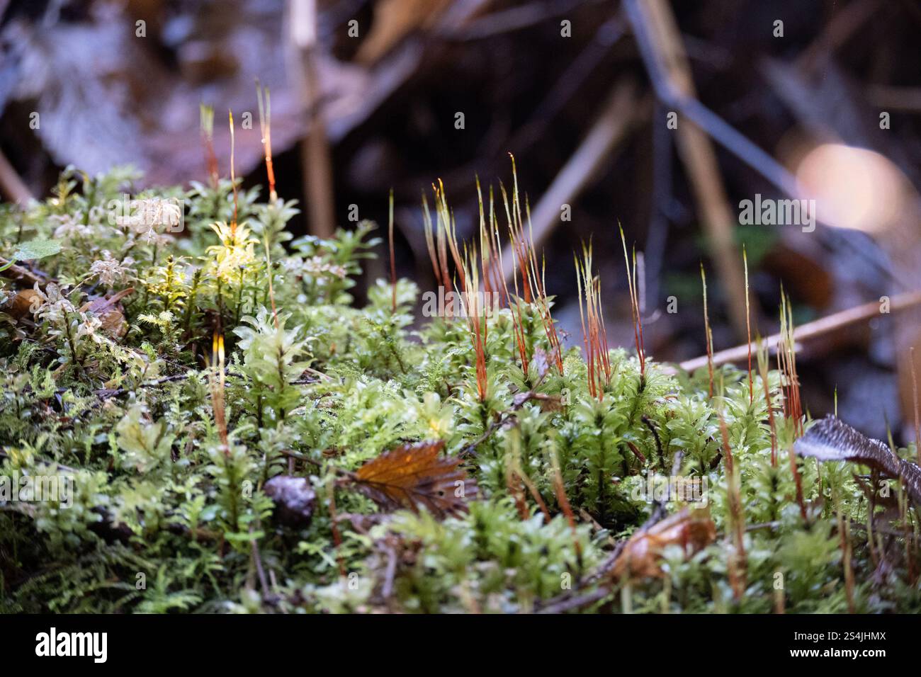 Küsten-Blattmoos oder Badge-Moos auf einem verfallenden Zweig im Pazifischen Nordwesten mit Sporangium. Stockfoto