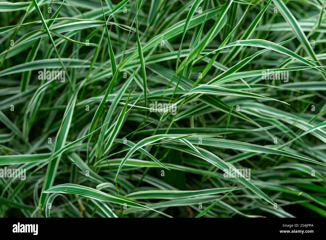 Üppiges grünes Gras mit langen Klingen und weißen Streifen. Die lebhafte Vegetation bewegt sich leicht im Wind und schafft ein ruhiges und erfrischendes A Stockfoto