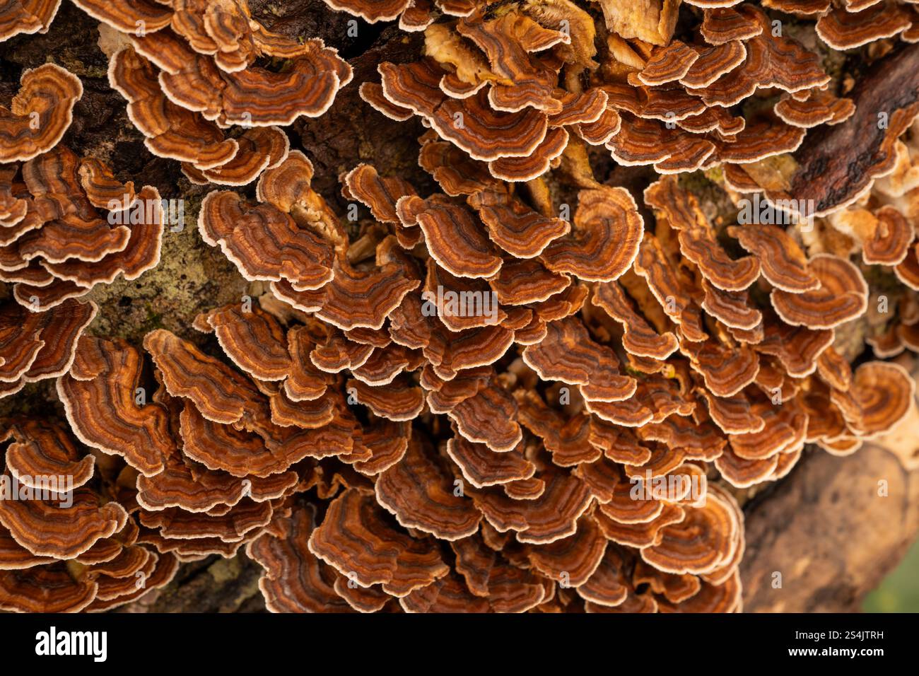 Schichten von Orangenpilz wachsen aus Tree in the Smokies Stockfoto