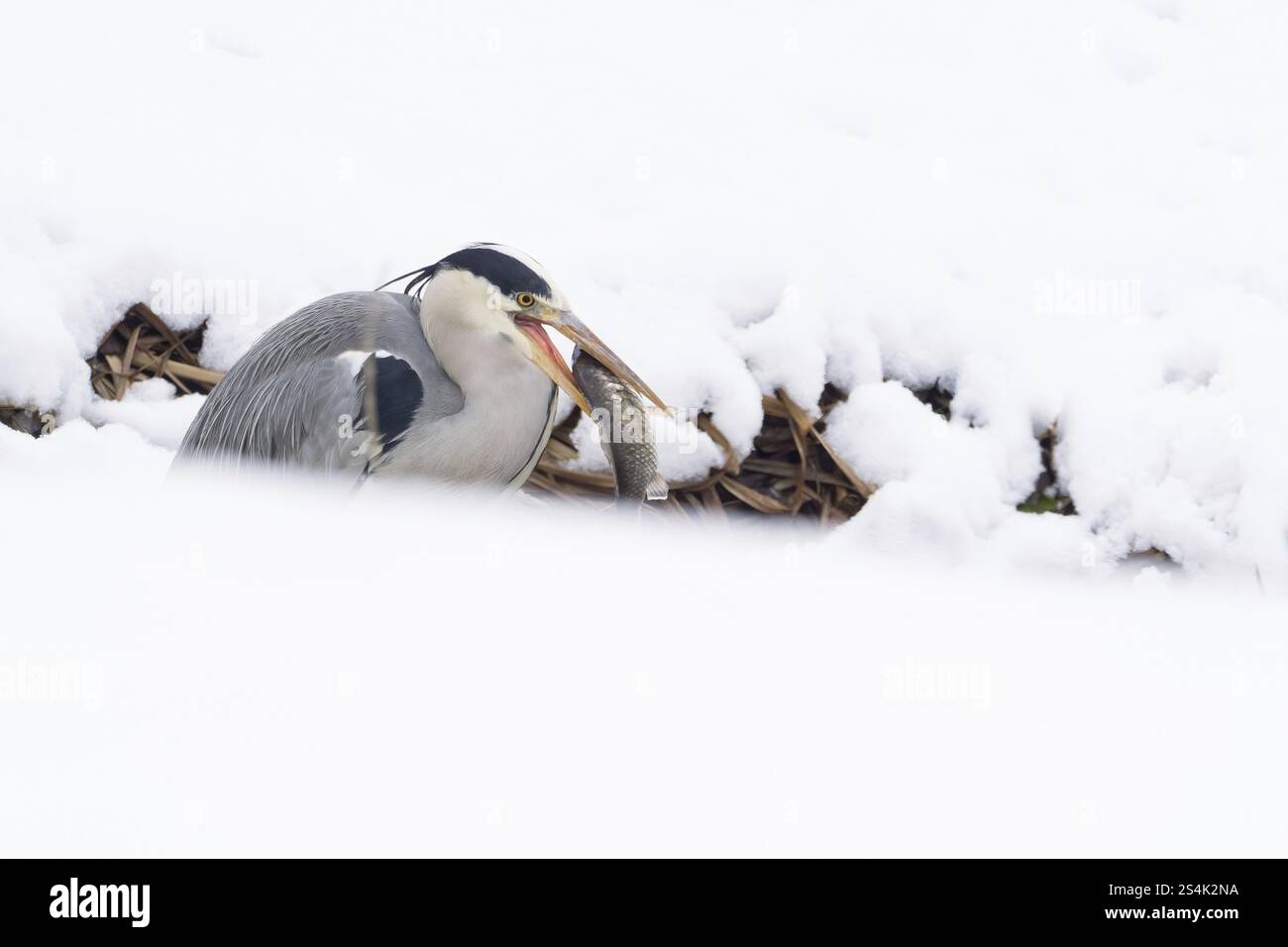 Graureiher (Ardea cinerea) mit einem Beutefisch im Schnee, Hessen, Deutschland, Europa Stockfoto